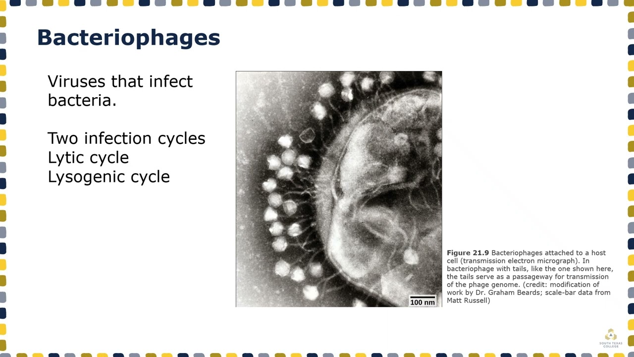 Chapter 21   Viruses Lecture Online lecture­­ 1 Reproduction