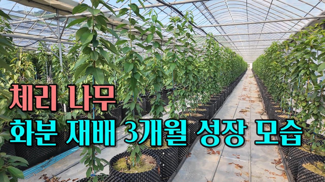 체리 나무 에어포트 화분재배 3개월 성장 모습. (양액기가 다 알아서 해줍니다)