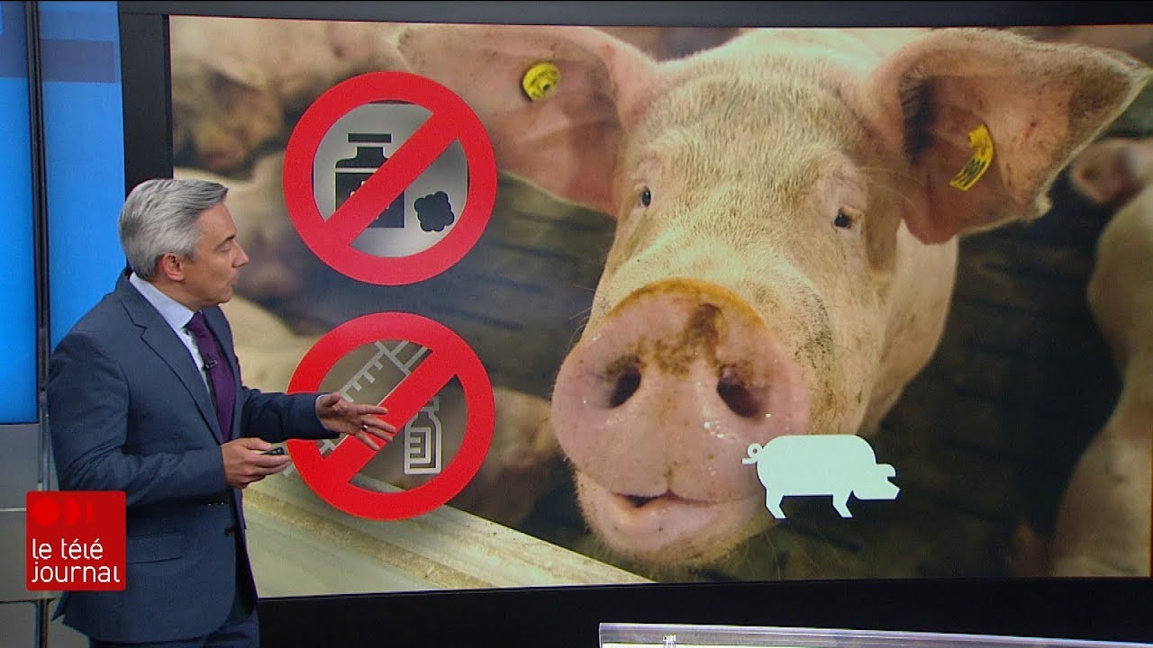 [Comprendre] Le fl&eacute;au de la peste porcine
