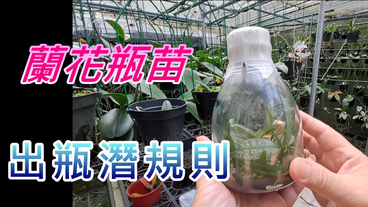 【犀利小農莊57】20241019蝴蝶蘭花瓶苗組織栽培，出瓶過程拆解(上集)，Orchid vase seedling tissue culture, vase dismantling process