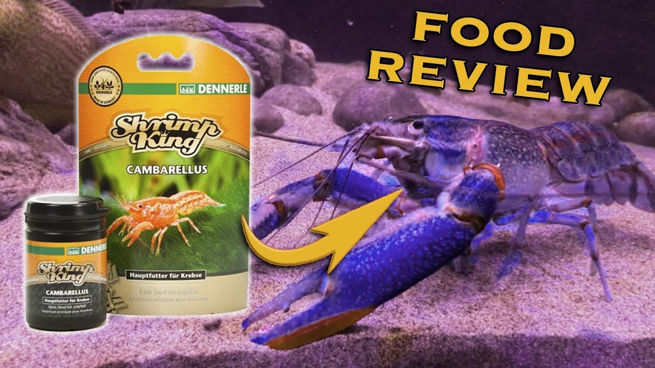 Dennerle Shrimp King Review - Cambarellus