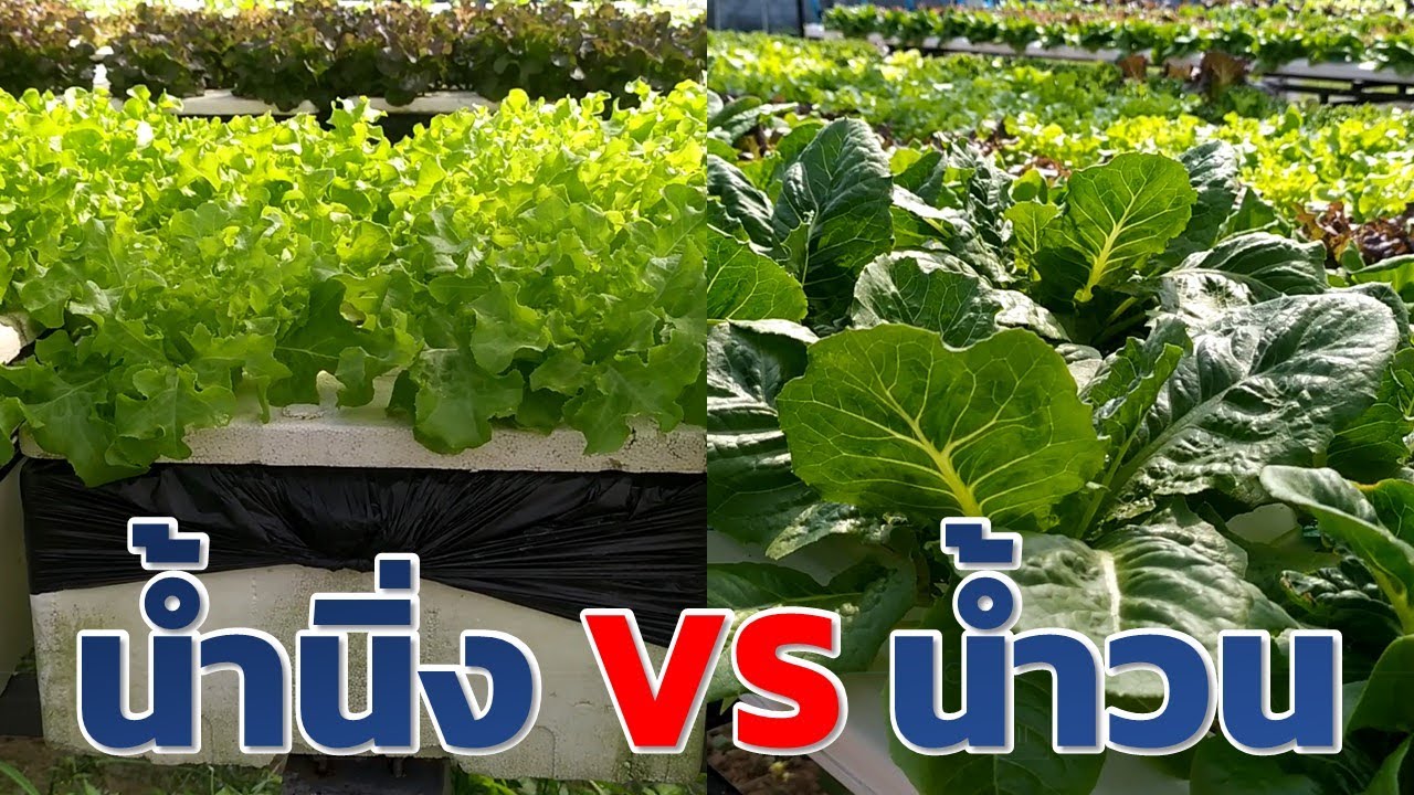 ไฮโดรโปนิกส์น้ำนิ่งVSน้ำวน (NFT VS Deep Water Culture) Farm Station