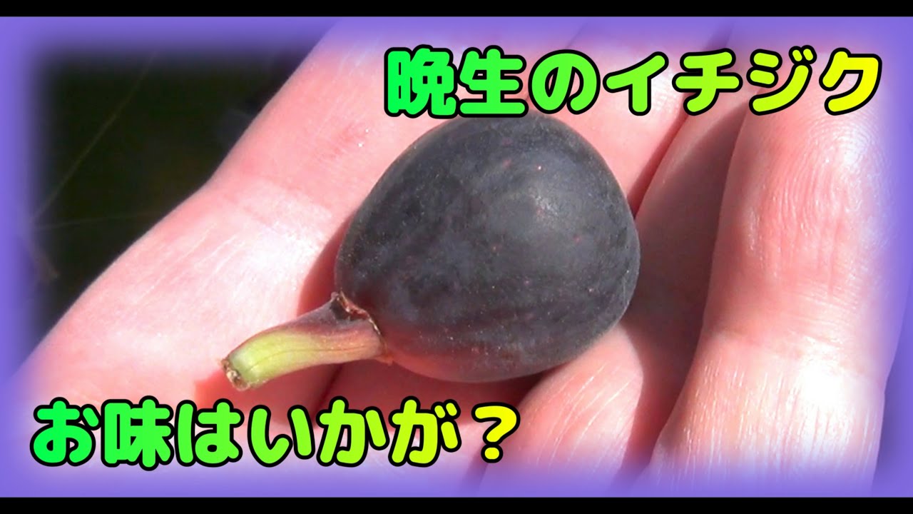 【イチジク】関東では熟しにくいネグローネを収穫したが味は…？【いちじく】