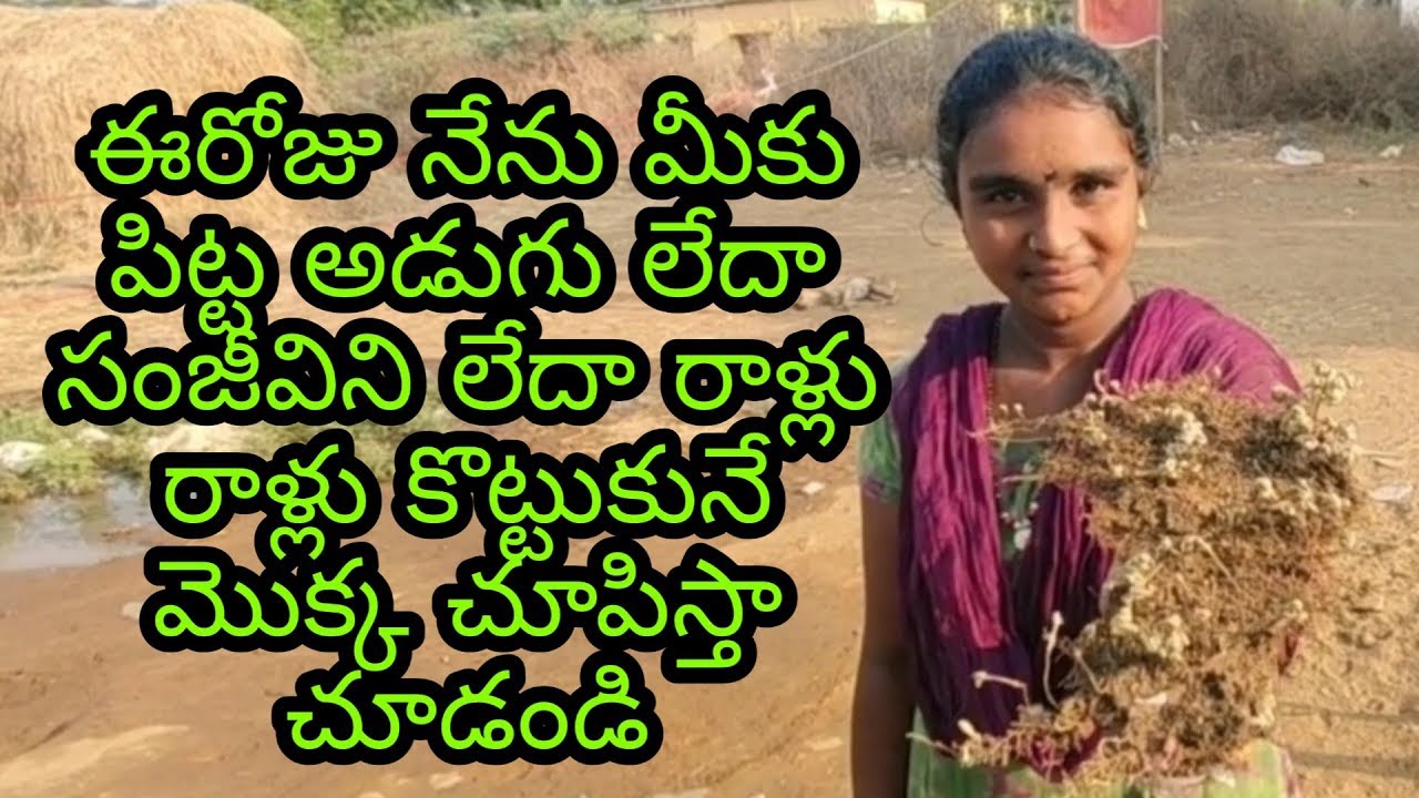 యూట్యూబ్ లో మీరు విన్న పిట్ట అడుగు లేదా సంజీవిని మొక్క గురించి అసలు నిజాలు