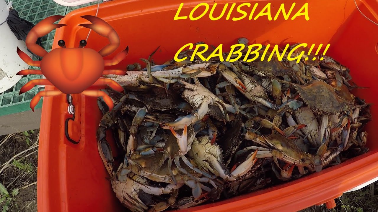 Catching Big Blue Point Crabs-Louisiana Crabbing (CATCH & COOK) - How to Catch Blue Point Crabs