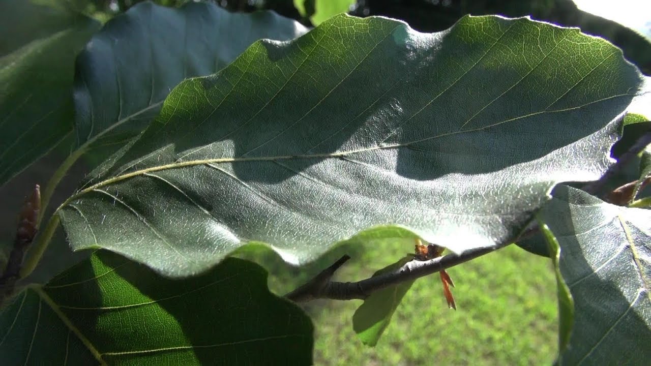 Growing Beech Trees in the Landscape