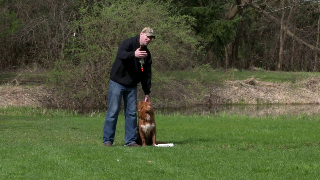 Retriever Training-Sit on Whistle Command