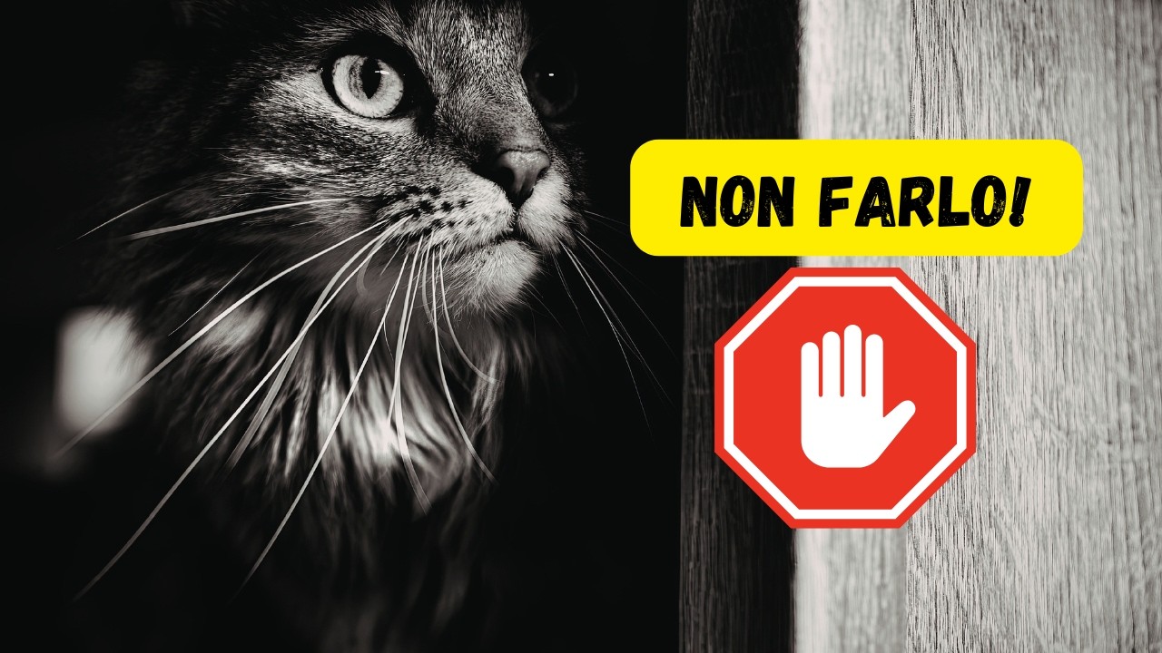 Lasci il gatto solo in casa? Smetti di fare questi 7 errori!