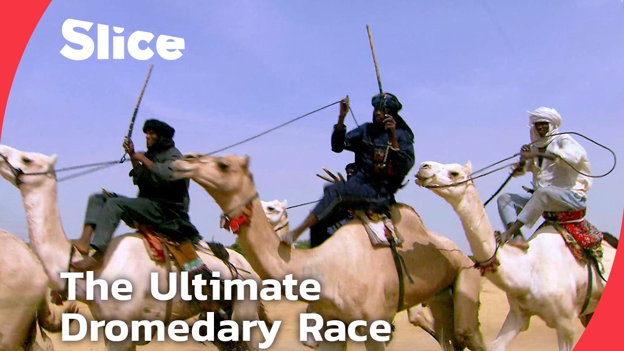 The Great Dromedary Race of Niger: Speed, Pride, and a &euro;1500 Dream | SLICE