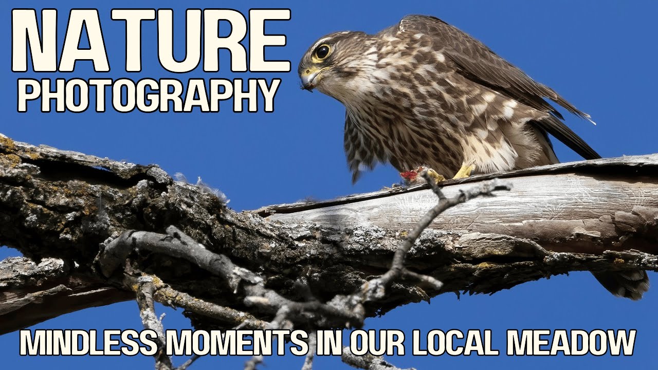 Mindless Moments in Nature | Birds of Prey Butterflies & Morning Light | Canon Wildlife Photography