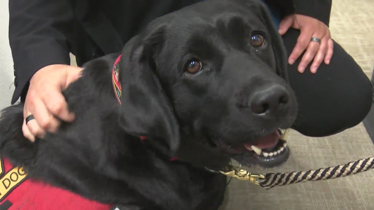 New employee at District Attorney's office offers co-workers comfort