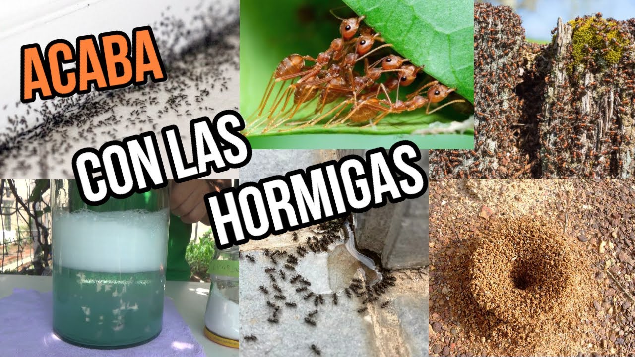 EN 5 MINUTOS ELIMINA el 100% de HORMIGAS de CASA, PLANTAS Y JARD&Iacute;N con ESTE Remedio CASERO! FACIL