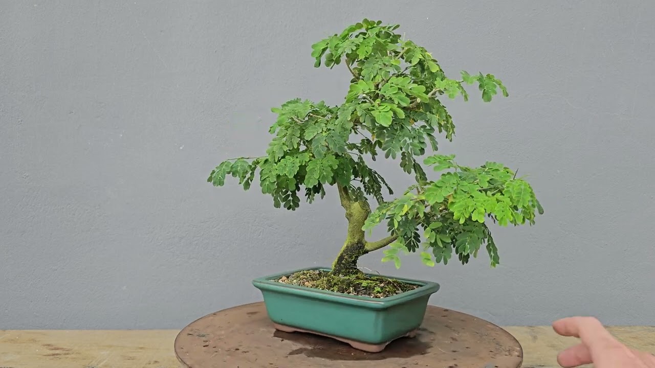 Bonsai Pitheco 8 anos