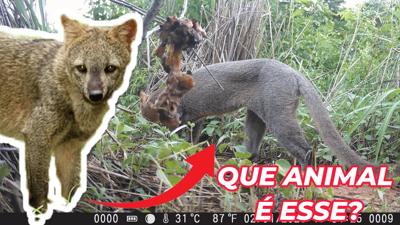 VOCÊ SABE O NOME DESSE ANIMAL? - OBSERVAÇÕES DA NATUREZA