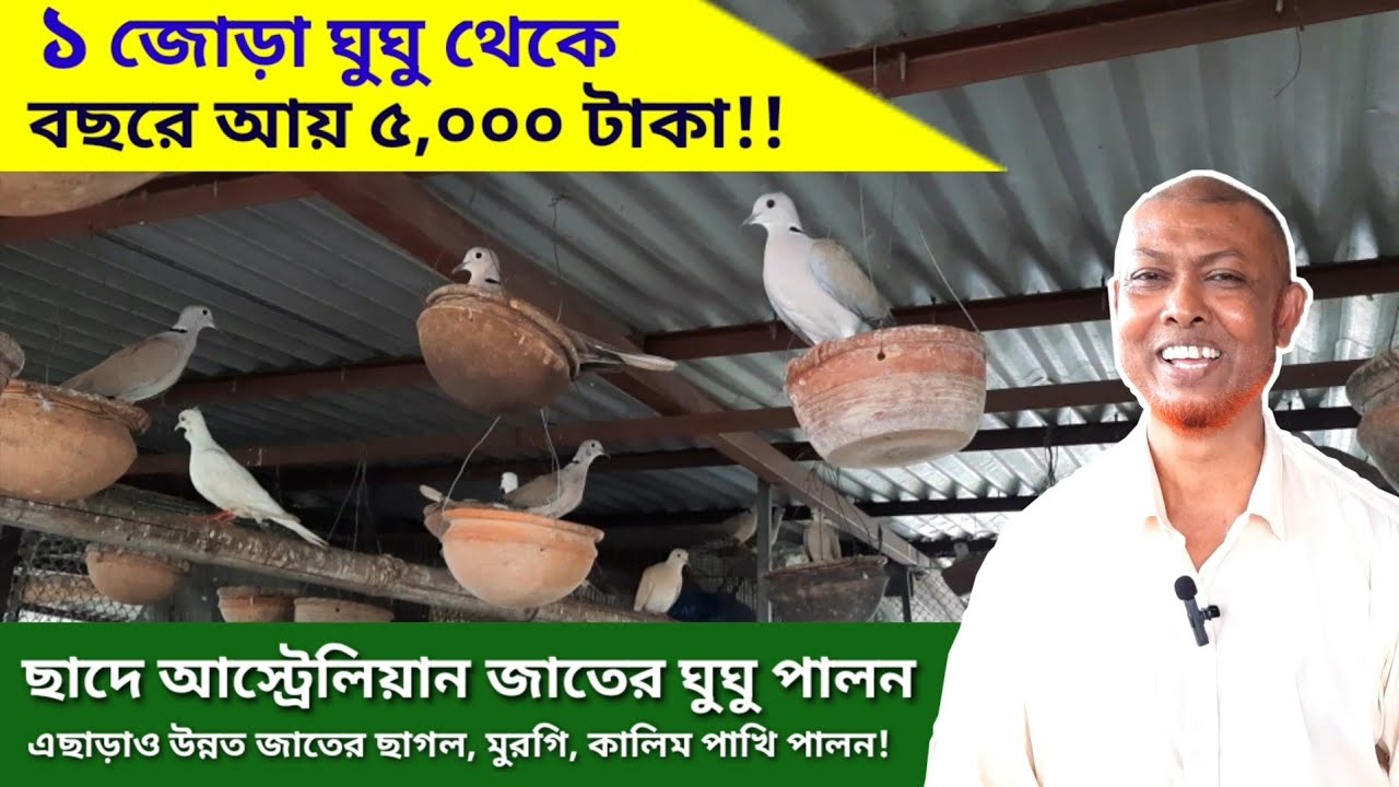 ঘুঘু পাখি পালন পদ্ধতি ll ছাদে অস্ট্রেলিয়ান জাতের সাদা ঘুঘুর বানিজ‍্যিক খামার। Dove farming.