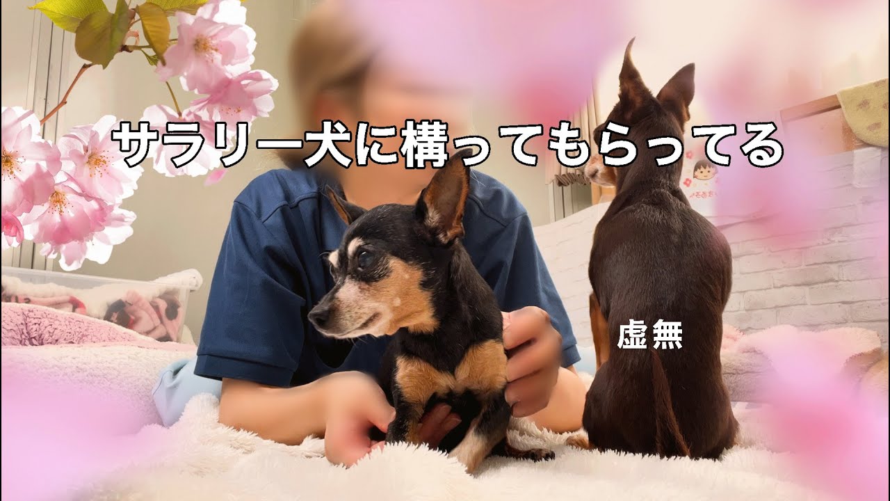 春のお散歩とかわいいサラリー犬の昼休み【ミニピン親子】