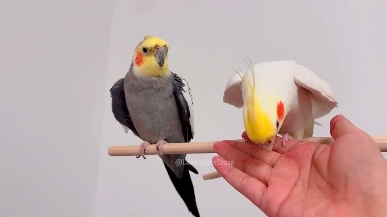 Adorable Cockatiels Cute Moments 🥰🦜#cockatielscraze