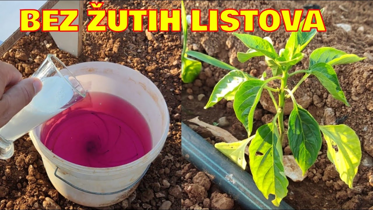 PARADAJZ PAPRIKA I KRASTAVCI bez žutih listova uz ova 2 rastvora