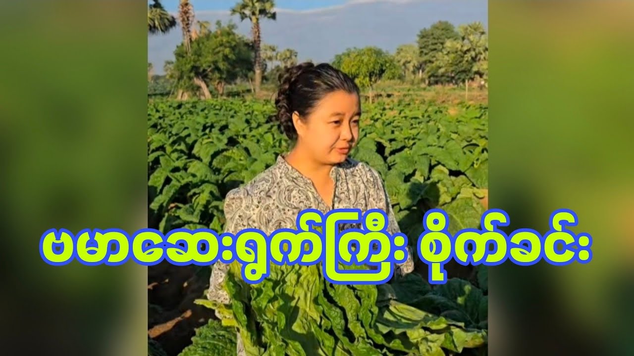 ဗမာ​ဆေးရွက်ကြီး စိုက်ခင်း