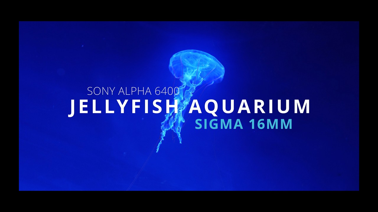JELLYFISH AQUARIUM