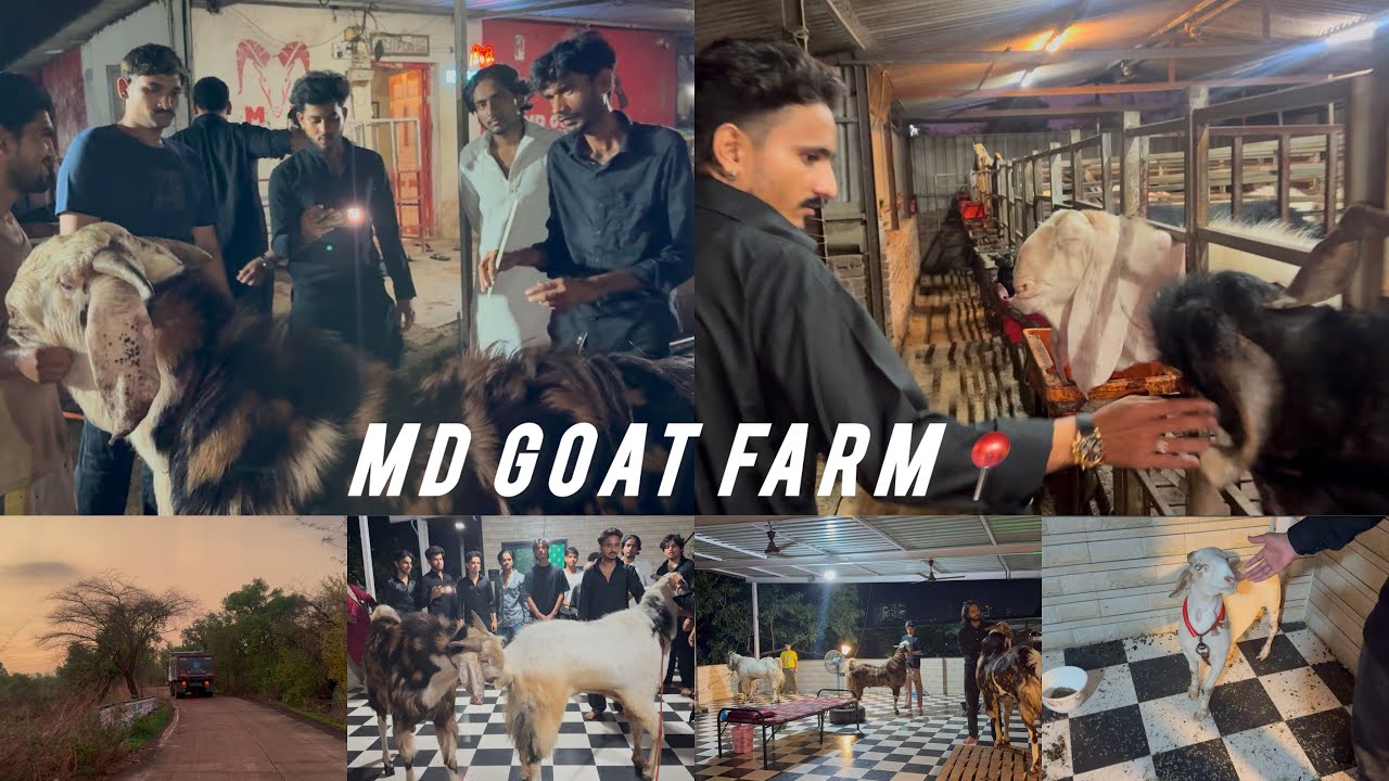 MD Goat Farm Se Laye Dono Gujri❤️| 2025 Ka Collection 👀Adha Baki Hai Abhi |Kashmiri | Kotha #bbvlog