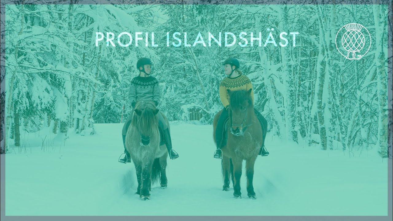 Profil Islandshäst - Dille Gård
