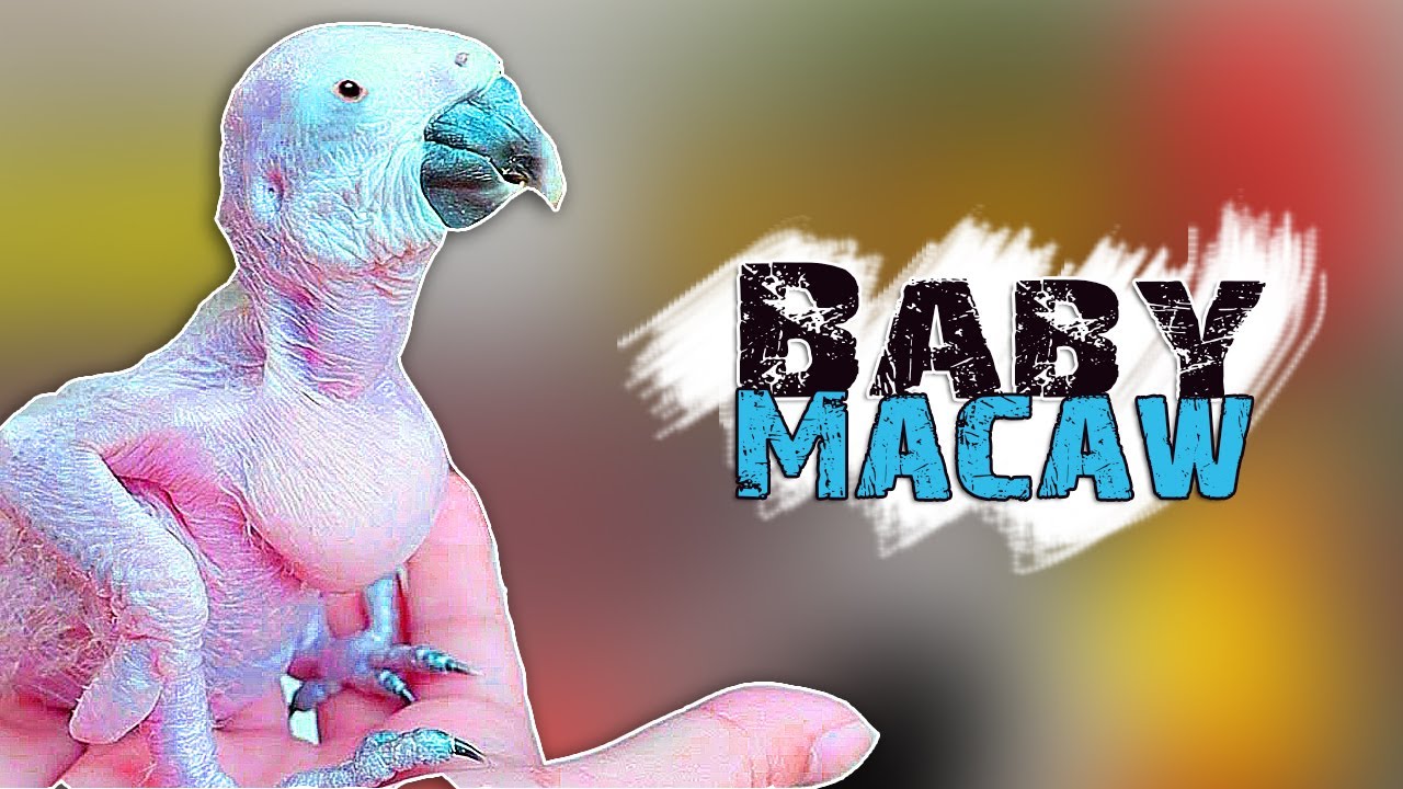 Macaw growth stages
