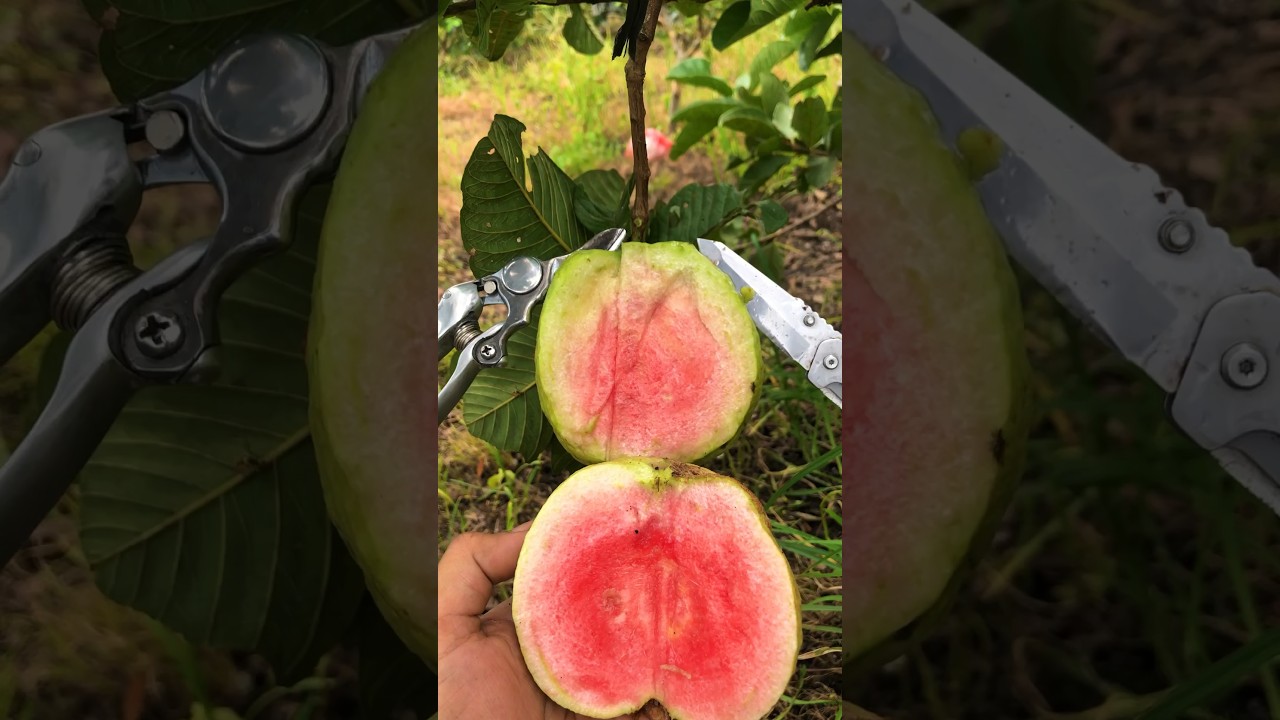 Jambu red diamond hongpause #reddiamond #hongpause #jambu #shorts