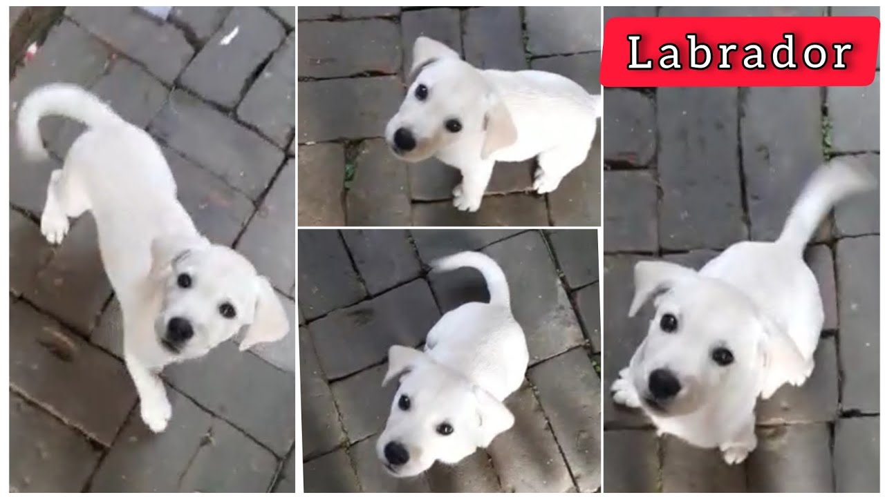 RECENT DOG PUPPY PRICE AT PET MARKET NADIA CUTE DOG PUPPY JANUARY #viralvideo #trending #dog