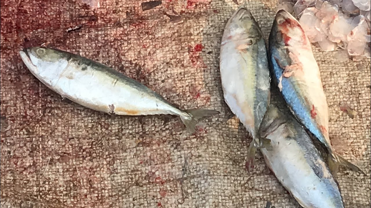 Most Amazing Surmai Fish Cutting Fast Fish Cutting Skills ! Amazing Cutting Video @mrfish-k9g