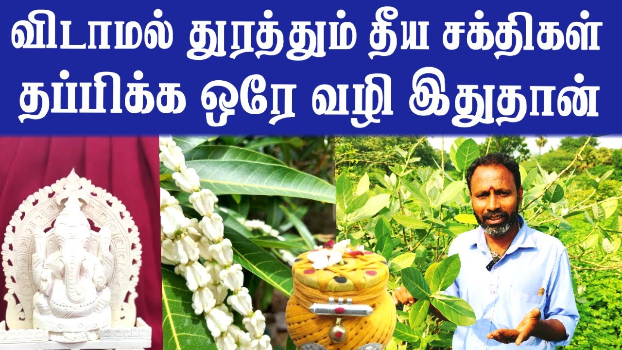 விடாமல் துரத்தும் தீய சக்திகள் | மிரட்டும் வெள்ளெருக்கு வேர் |  Vellerukku Benefits in Tamil