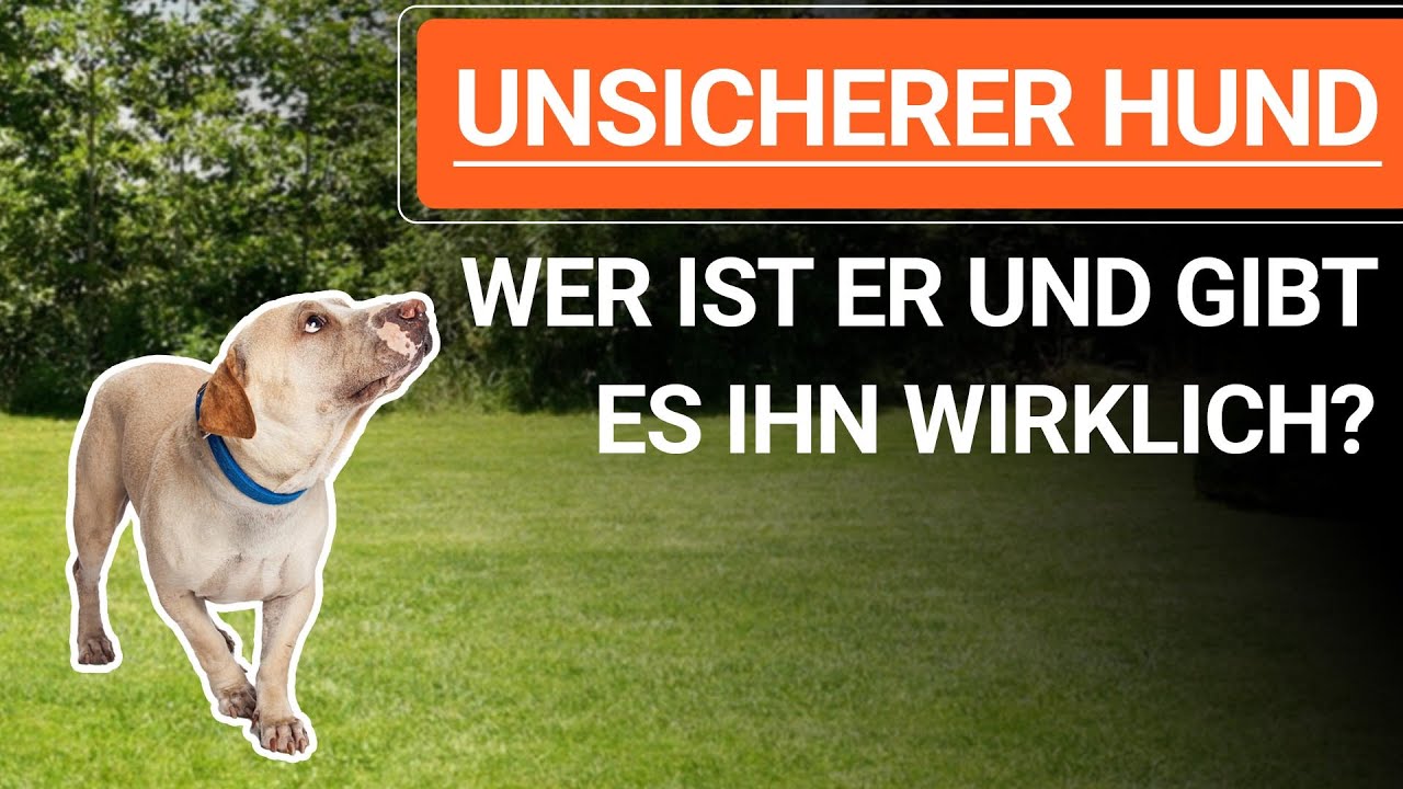 💥🐶 Was bedeutet UNSICHERER HUND und gibt es ihn wirklich? ➡️ Erklärvideo 🐶💥✔️