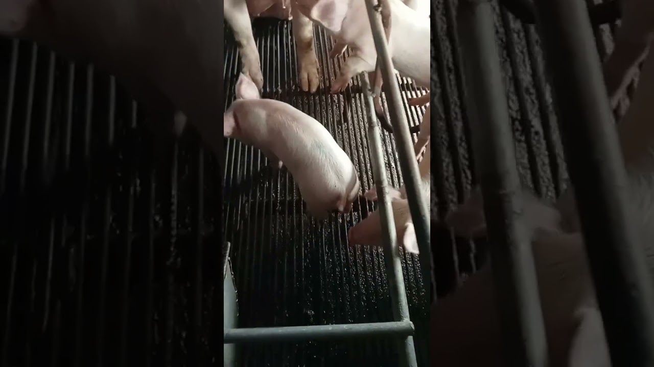 Ang cute ng mga anak ni mama pig ang ganda panoorin 🥰