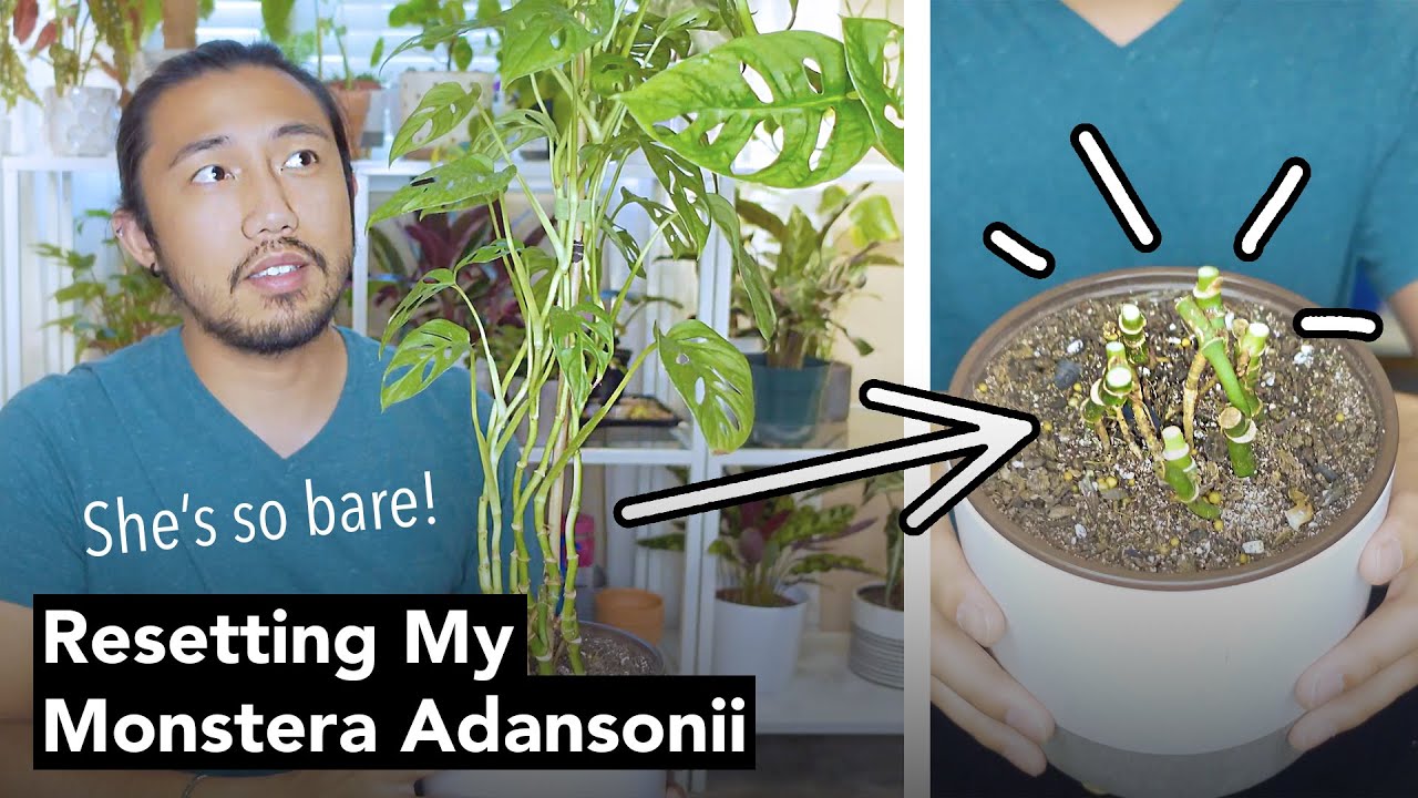 Leggy and Bare Monstera Adansonii? Reset it! | Care Tips and Propagation