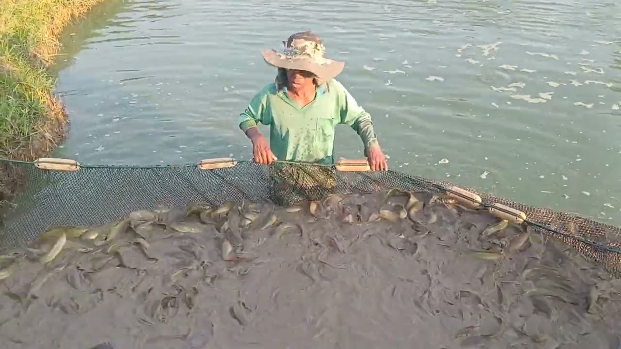 ขั้นตอนการลากอวนปลาดุกไปขาย