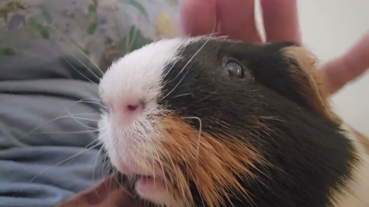 Talking about Bunbun's arthritis 