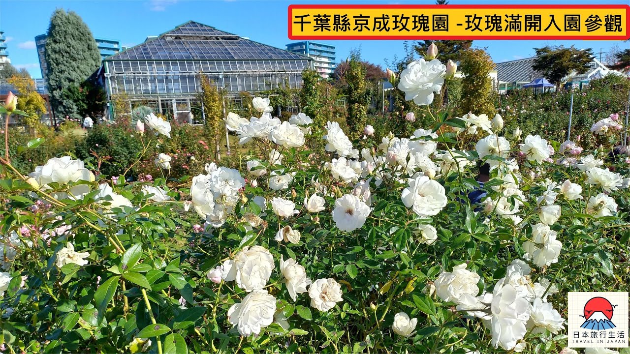 千葉縣京成玫瑰園 - 玫瑰滿開入園參選
