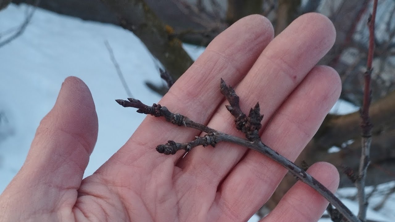 Бруньки на плодових деревах - як розпізнати?