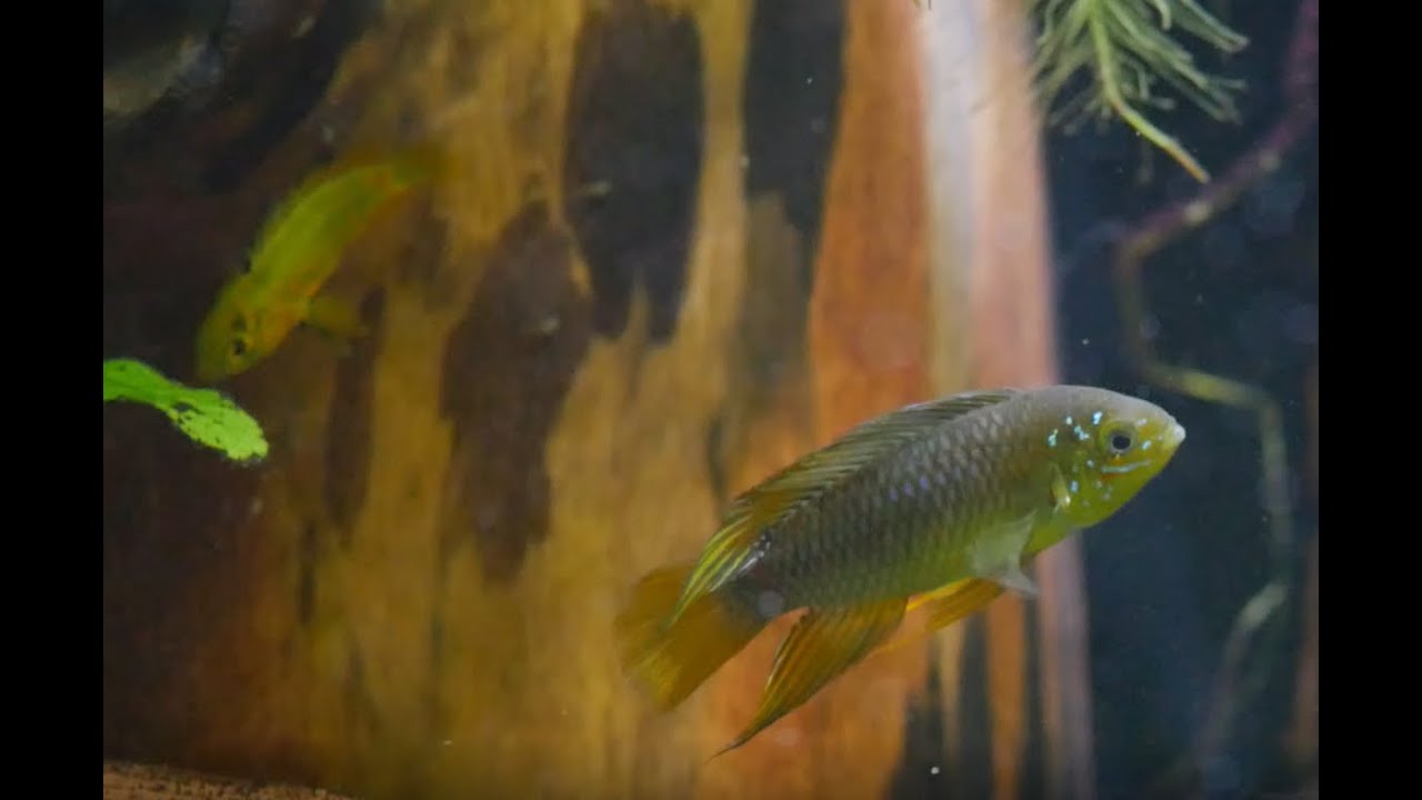 379. Apistogramma borelli.