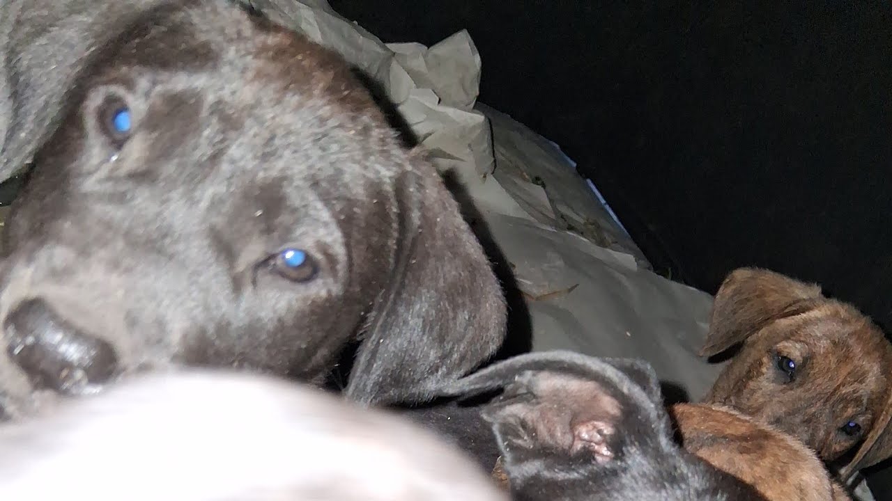 Puppy Power Live in the morning