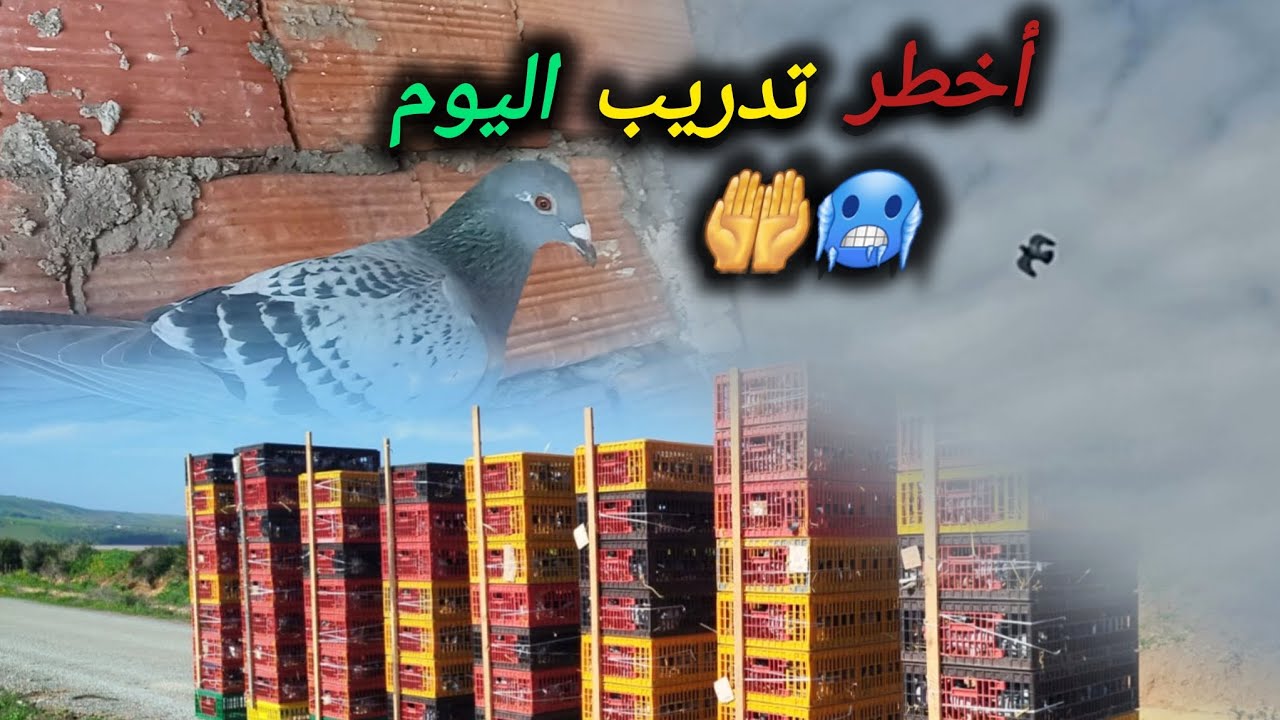 أخطر تدريب عند الماليع🥶 رياح 😱🦅وشهين دارو خدمتهم اليوم الحمام جا كونطر الله يدير الخير ❤️#pigeon 