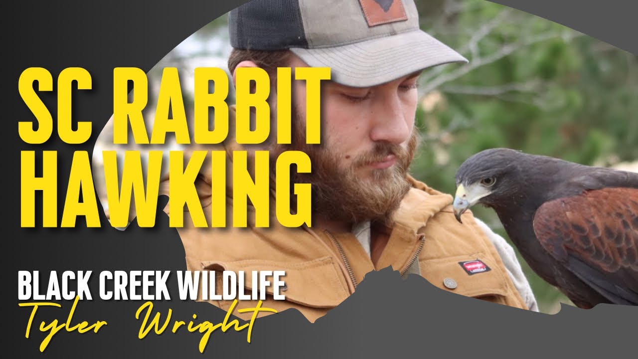 Hunting Rabbits With A Harris Hawk Over Terriers!