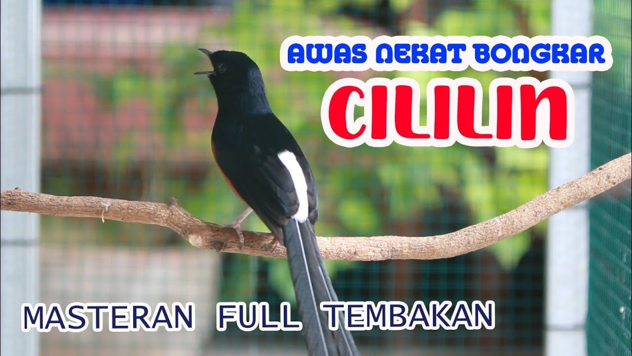 MASTERAN MURAI BATU PENUH EMOSI BONGKAR ISIAN, PANCINGAN NAIKAN EMOSI MURAI BATU