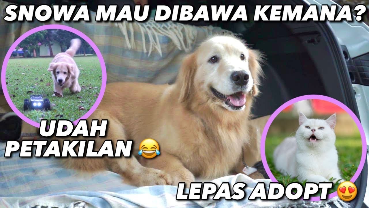 SNOWA UDAH BISA LARI2?? HAPPY BGTT!