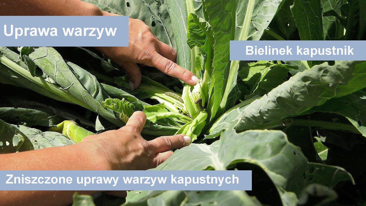Biały motyl - bielinek kapustnik - zniszczone uprawy warzyw kapustnych.