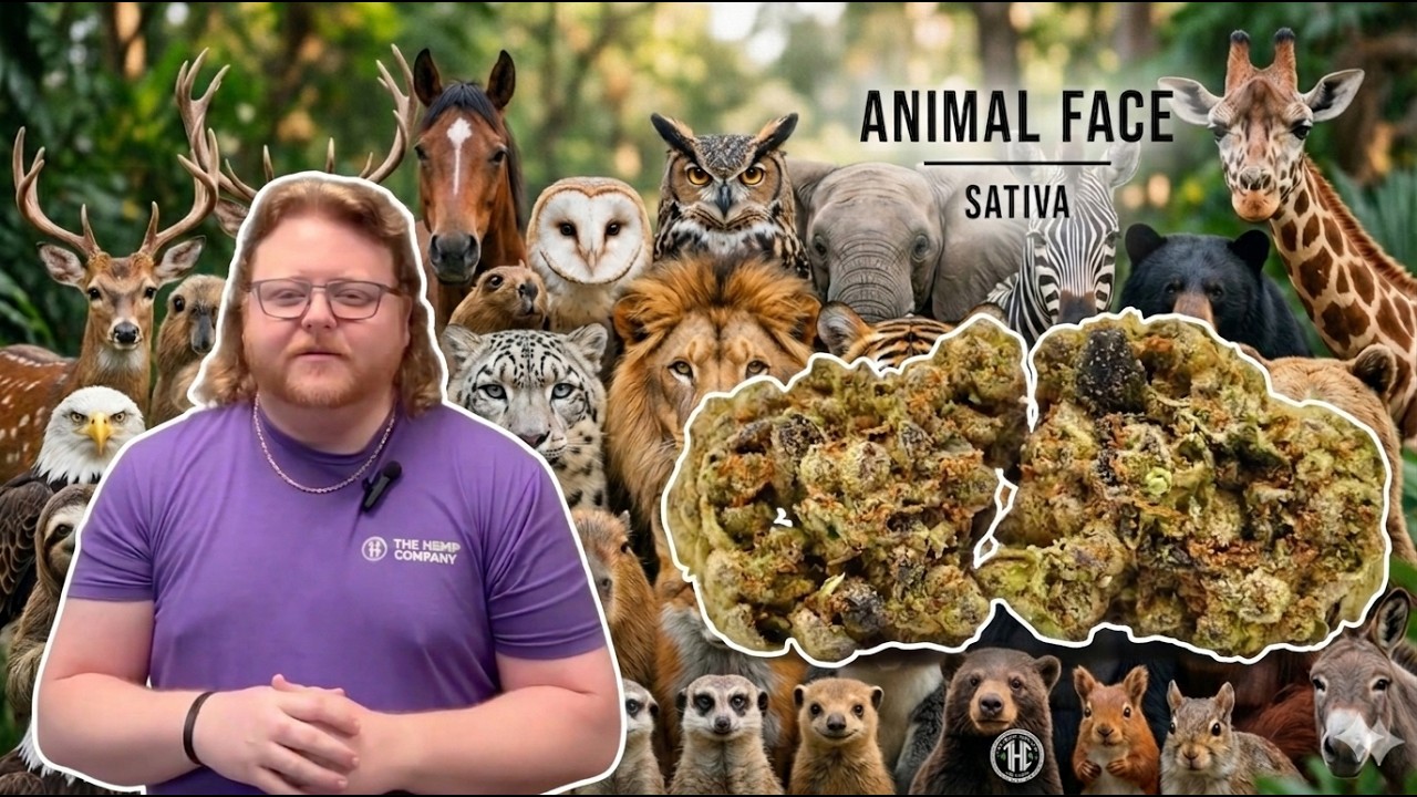 Animal Face Strain Review: Does It Live Up to the Roar?