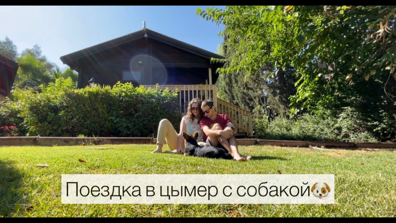 Поездка в цымер Маале Гамле. Путешествие с собакой. Вельш корги пемброк.