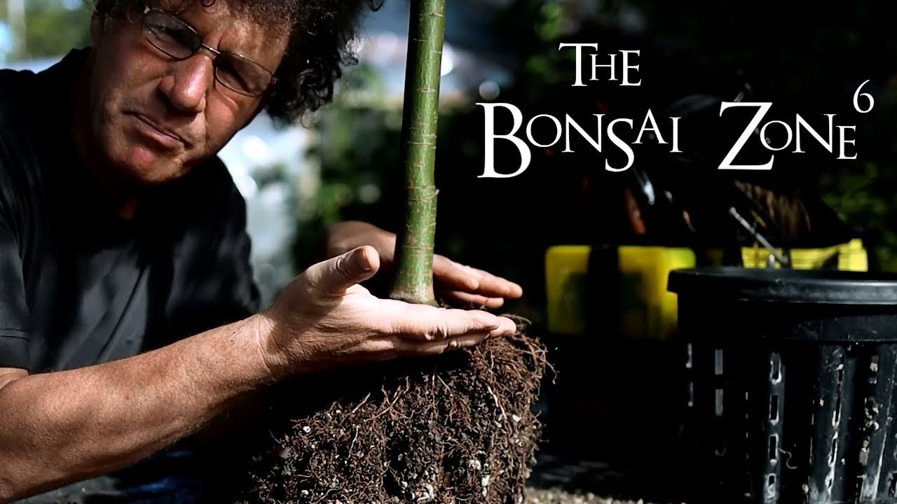 Pruning Back My Tall Bonsai, Part 1, The Bonsai Zone, Oct 2019