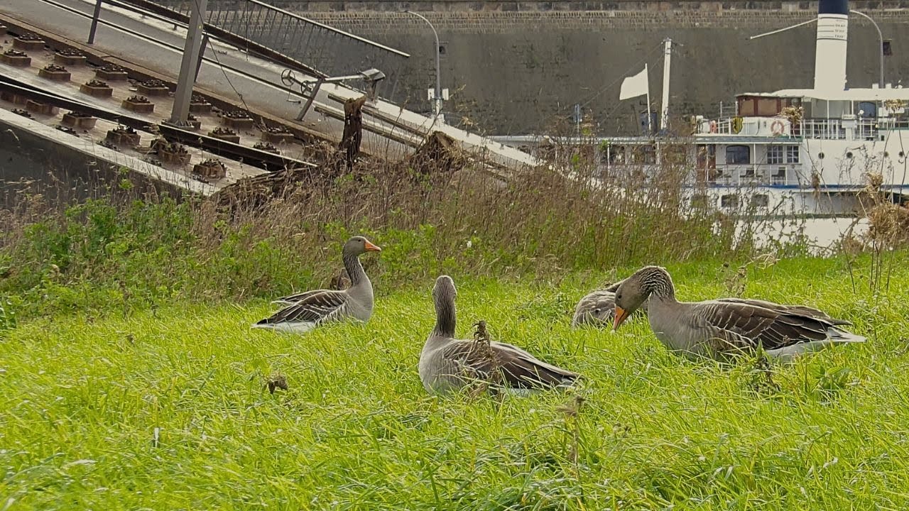 Die Carolabrücke  und die  Gänse am Elbufer. #Dresden #Update 17.11.2024