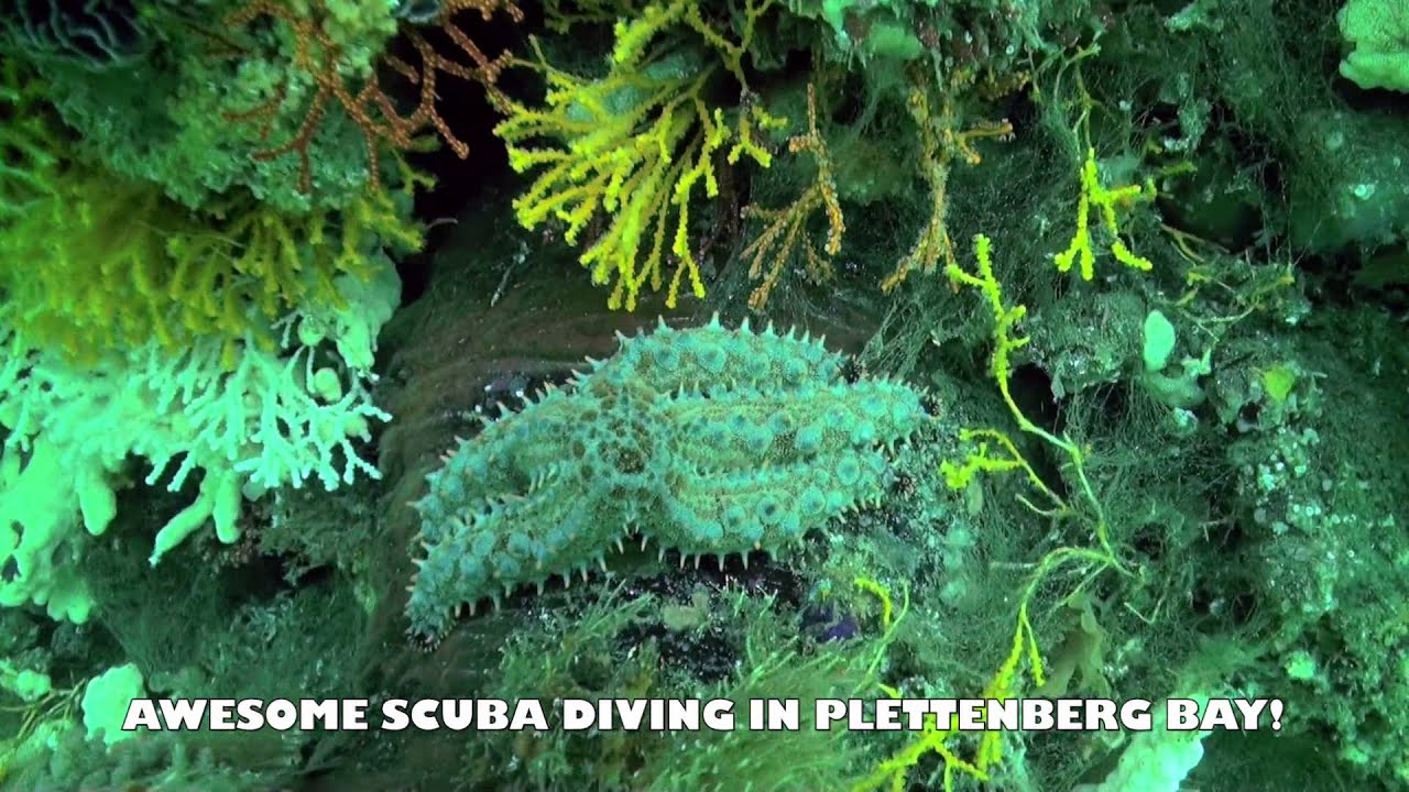 Scuba Diving in Plettenberg Bay